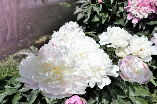 Weiße Und Rosa Pfingstrosen Stehen Voller Blüte Garten Sanfte Pfingstrosenblüten — Stockfoto