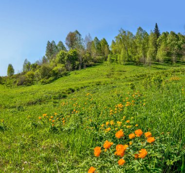 Çiçekli bahar çayırında parlak turuncu yabani çiçekler. Küre çiçekleri (Trollius asiaticus) - koruma ve koruma için nesli tükenmekte olan bitkiler. Güzel ilkbahar kırsal manzarası 