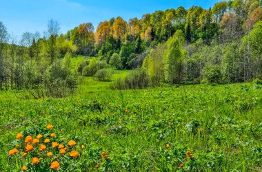 Çiçekli bahar çayırında parlak turuncu yabani çiçekler. Tepedeki ormanın arka planında rengarenk yapraklarla birlikte Globe-Flowers (Trollius asiaticus) bulunur. Güzel ilkbahar kırsal manzarası
