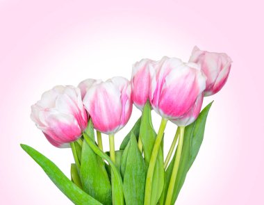 Pembe buket ve beyaz bahar lale çiçekleri pembe gradyan arkaplana kapanıyor. Kadınlar Günü için şenlikli çiçek kompozisyonu, Anneler Günü tatili veya herhangi bir kutlama olayı için tebrik kartı.