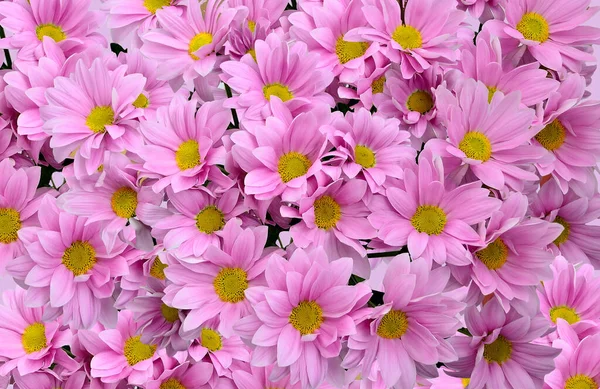 Delicate Pink Chrysanthemum Flowers Yellow Middles Natural Floral Background Close — Stock Photo, Image