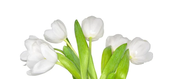 Delicate Lente Witte Tulp Bloemen Met Groene Bladeren Geïsoleerd Witte — Stockfoto