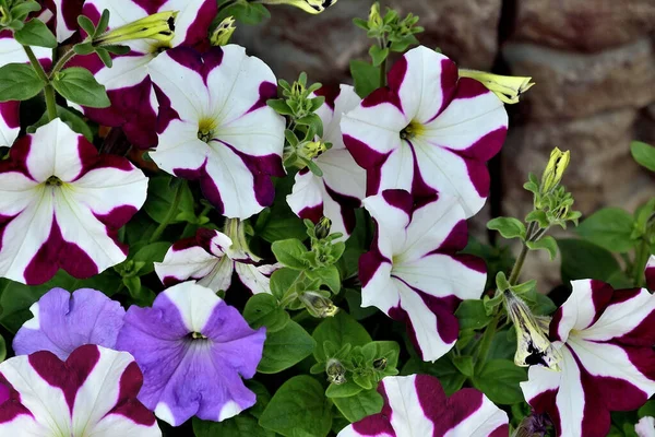 Двухцветные Цветки Петунии Саду Крупным Планом Белый Фиолетовый Белый Пурпурный — стоковое фото