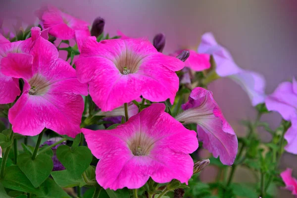 Цветущие Розовые Цветы Петунии Саду Закрываются Размытом Фоне Красивый Яркий — стоковое фото