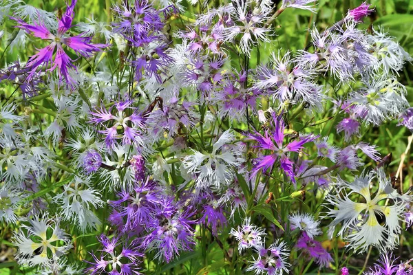 Zomer Bloemen Achtergrond Zachte Fragiele Roze Witte Violette Bloemen Van — Stockfoto