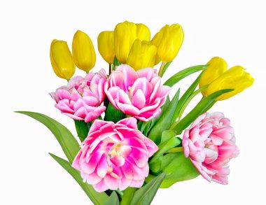 Beyaz zemin üzerinde bahar sarısı ve pembe-beyaz lale çiçekleri ve metin için boş bir alan. Kutlama kartı için çiçek tasarımı