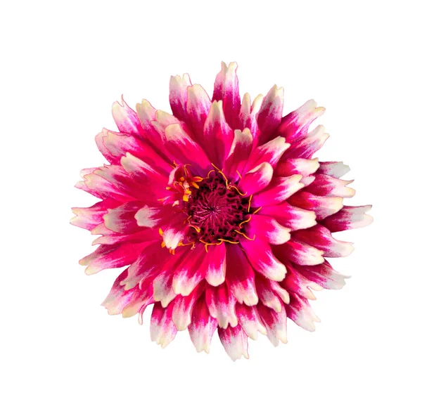 Bella Spugna Rosa Vivo Fiore Zinnia Con Bordi Bianchi Petali — Foto Stock