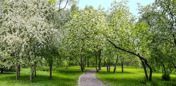 Sendero Estrecho Parque Entre Manzana Primavera Blanca Floreciente Cerezos Pájaro — Foto de Stock