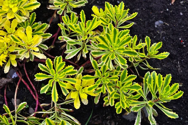 Middendorf Sedum Variegatum Sedum Middendorfianum Variegatum Siersteenkoolplant Voor Tuinaanleg Alpen — Stockfoto