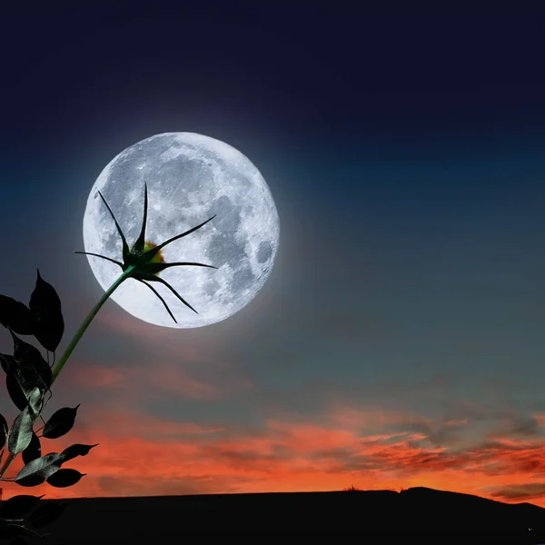 Romantic Night Scene Glowing Full Moon Flower Stem Dark Heaven — Stock Photo, Image