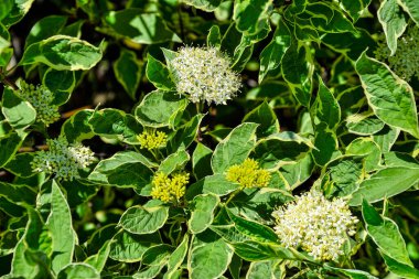 Süslü çalıların yaprakları ve çiçekleri Variegated Dogwood (Cornus alba Sibirica Variegata) yakındır. Çeşit çeşit yaprakları olan dekoratif çalılar. Yeşil yaprakların kenarlarında beyaz kenarlar. Seçici odak