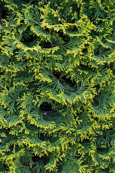 Thuja Occidentalis Smaragd Smaragd Goldstrike Evergreen Conifer Foliage Texture Golden — Stock Photo, Image