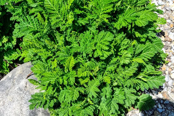 Διακοσμητική Tansy Tanacetum Haradjanii Στον Αλπικό Κήπο Ανάμεσα Πέτρες Κοντά — Φωτογραφία Αρχείου