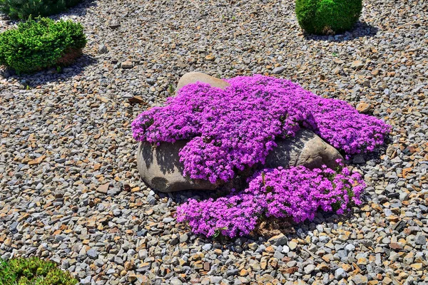 Spring Blossoming Pink Creeping Phlox Phlox Subulata Moss Phlox Stony — Stock Photo, Image