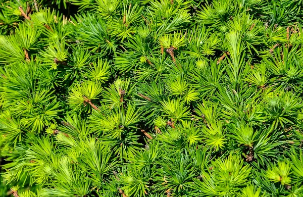 Dwerg Alberta Sparren Picea Glauca Naalden Textuur Evergreen Meerjarige Naaldbomen — Stockfoto