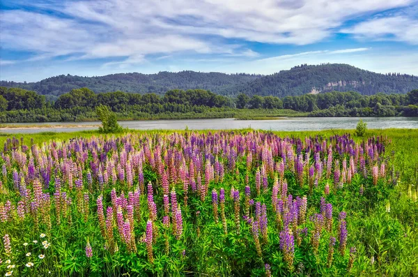 Picturesque Summer Mountain Landscape Meadow Colorful Lupine Flowers Bank River — Stok fotoğraf