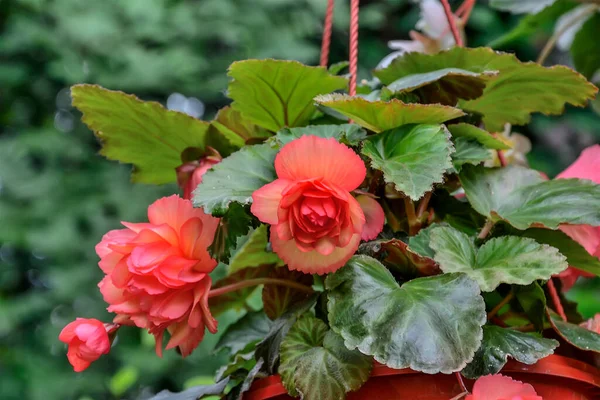 Bright red big flowers of tuberous begonia (Begonia tuberhybrida) in flowerpot close up. Ornamental flowering  begonia in the garden. Floriculture, gardening or landscape design concep