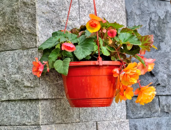 Kahverengi saksıda parlak turuncu-sarı tüberküloz begonyaların (Begonia tüberhybrida) büyük çiçekleri. Taş duvarın arka planında saksıda asılı duran süslü begonya çiçekleri.