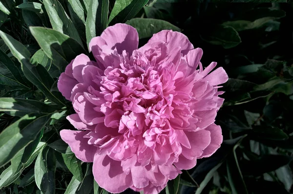 Fiore Peonia Rosa Con Foglie Sfondo Scuro Vicino Fioritura Fiore — Foto Stock