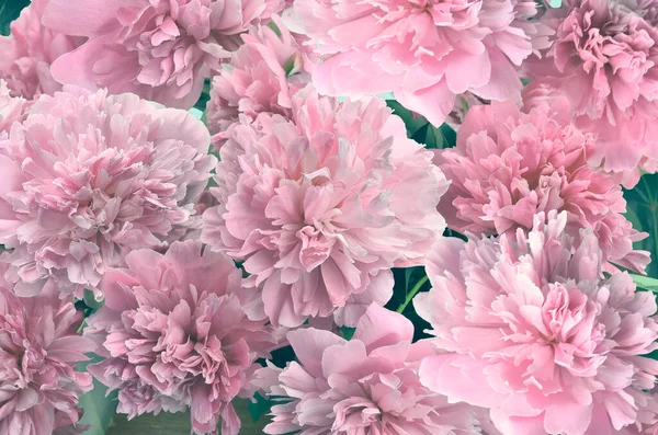 Бледно Розовые Пушистые Цветы Пиона Цветочный Праздничный Естественный Фон Нежные — стоковое фото