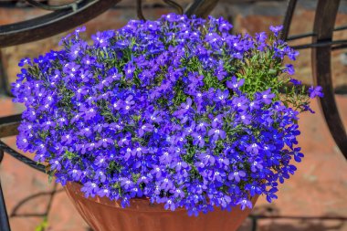 Blue Lobelia flowers or Edging Lobelia, Garden Lobelia  (Lobelia Erinus) in pot in summer garden. Floriculture, landscaping and gardening concept clipart
