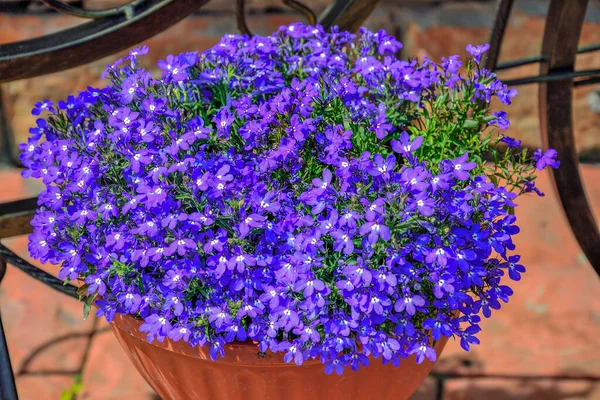 Lobelia Azul Flores Afiação Lobelia Lobelia Jardim Lobelia Erinus Vaso — Fotografia de Stock