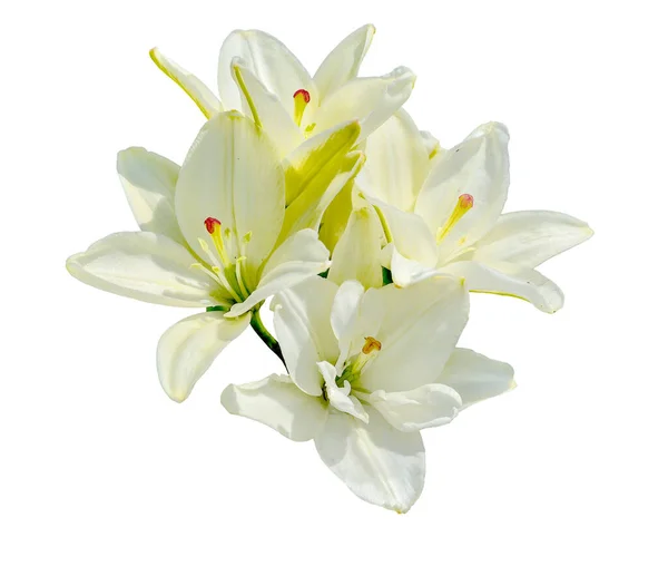 白色背景上美丽的白色百合花与世隔绝 娇嫩的白百合花合拢 — 图库照片