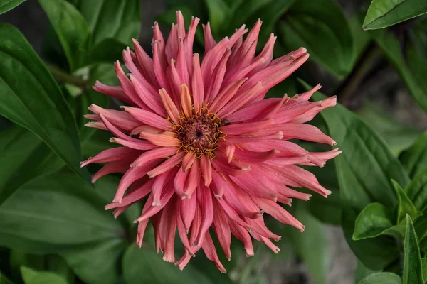 Somon Blând Colorat Zinnia Floare Aproape Fundal Frunze Verzi Zinnia — Fotografie, imagine de stoc