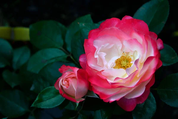 Rosenblüten Sind Der Mitte Weiß Und Rand Dunkelrot Großaufnahme Auf — Stockfoto