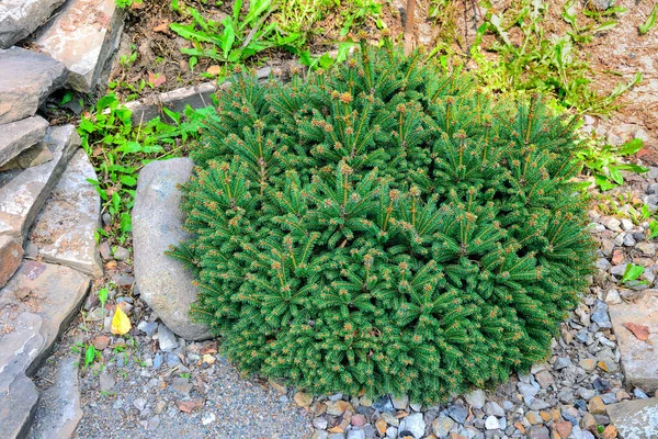 Cüce kozalaklı ladin çalısı ya da Picea abies nidiforis ve minder şeklinde taç, yakın çekim. Yavaş büyüyen kozalaklı ağaç - parkın ya da bahçenin peyzaj tasarımı için uzun ömürlü süs bitkisi