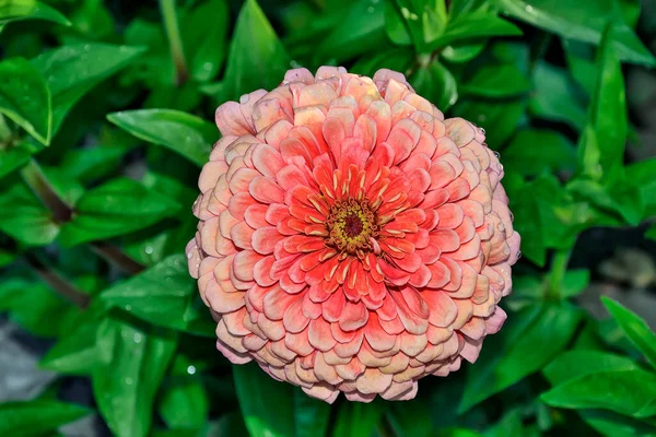 Roz Zinnia Floare Roua Dimineață Grădină Somon Pastelat Umed Flori — Fotografie, imagine de stoc