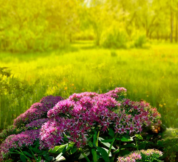 Naturlig Solig Höst Blommig Bakgrund Med Buske Rosa Blomstã Llningar — Stockfoto