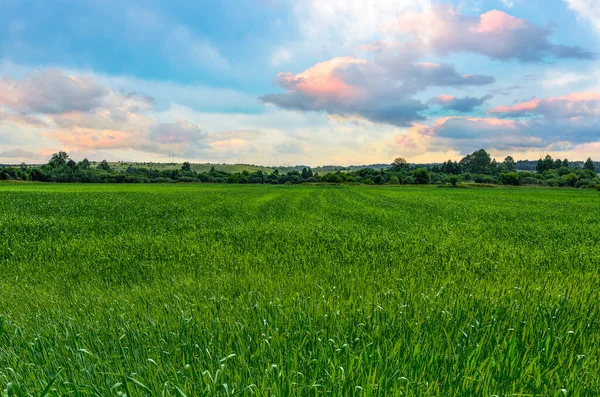 Amazing Colorful Sunset Clouds Green Cereal Field Idyllic Summer Rural — Stock Photo, Image
