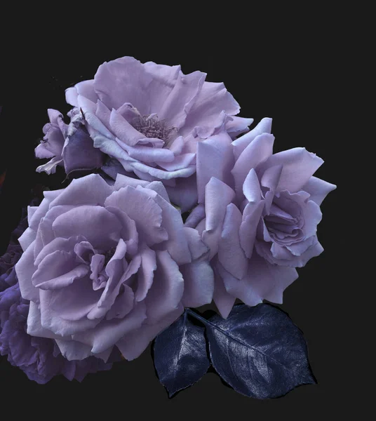 Vintage Blumenkarte Mit Schönen Rosafarbenen Blüten Auf Dunklem Hintergrund Künstlerisches — Stockfoto