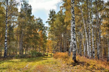 Huş ağacı orman sonbahar