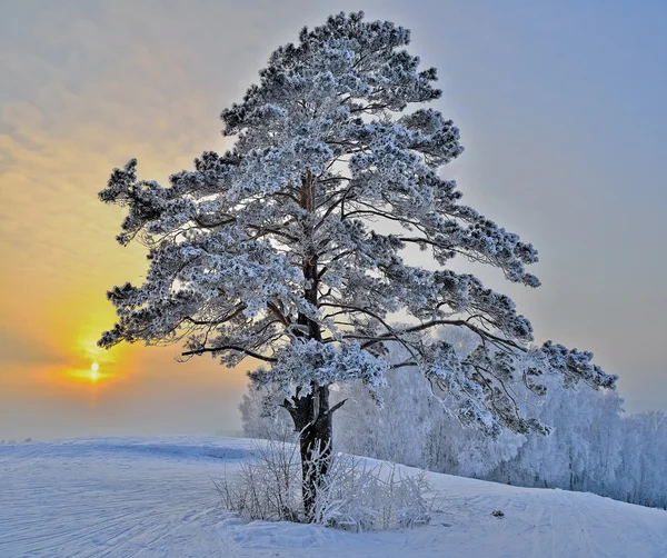 Pine tree on a snowy hill — Stock Photo, Image