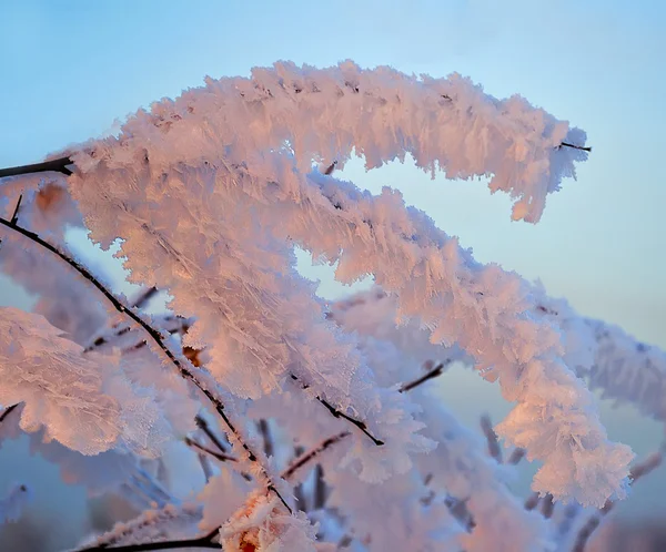 Vinter bakgrund — Stockfoto