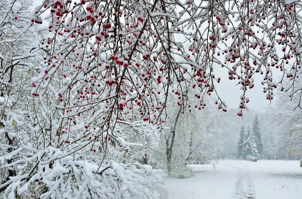 Nevicata nel parco della città- Sfondo invernale — Foto Stock