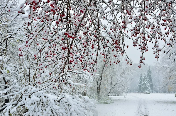 Nevicata nel parco della città- Sfondo invernale Foto Stock