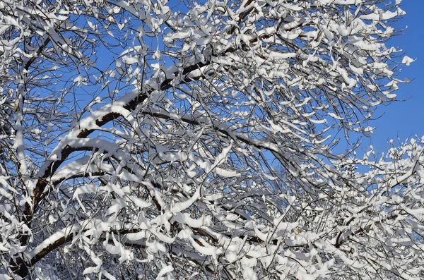 Snö täckta gren — Stockfoto