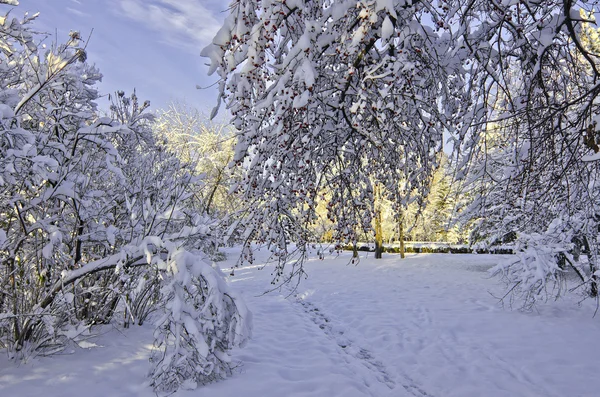 Paisagem de inverno com árvores cobertas de neve — Fotografia de Stock