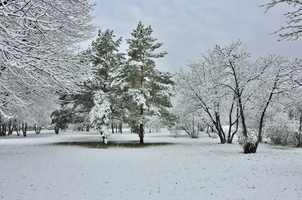 Снег в зимнем парке — стоковое фото