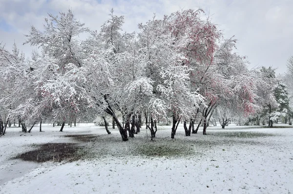 Снег в зимнем парке — стоковое фото