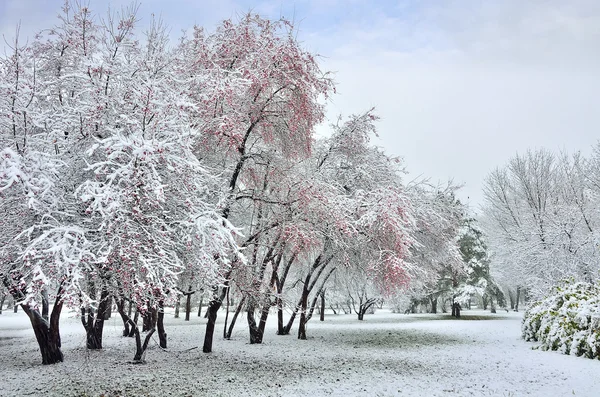 Queda de neve no parque de inverno — Fotografia de Stock