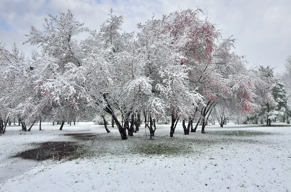 在冬季公园降雪 图库图片