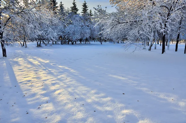 Зимний рассвет в городском парке — стоковое фото