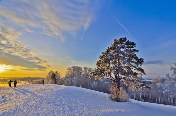 Einsame Kiefer in den goldenen Strahlen eines Winteruntergangs — Stockfoto