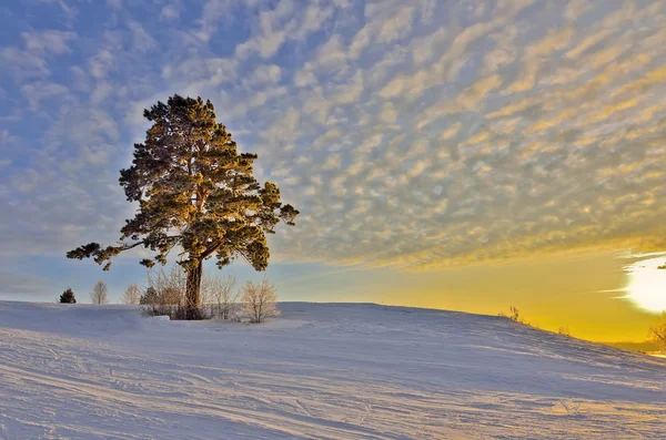 Einsame Kiefer in den goldenen Strahlen eines Winteruntergangs — Stockfoto