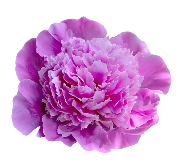 Pembe şakayık çiçeği