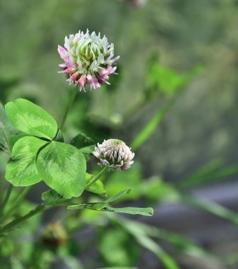 Pembe yonca (yonca).